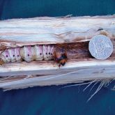 Cross-section of tunnel in wood containing white larva