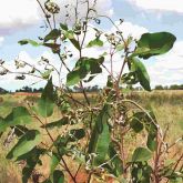 Quambalaria shoot blight on a growing tip of a spotted gum seedling