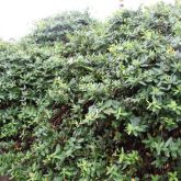 Japanese honeysuckle infestation