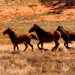 Thumbnail of Feral horse