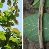 Dieback in new foliage (left) and internal decay (right) caused by pink disease cankers on teak branches