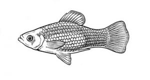 Male platy fish
