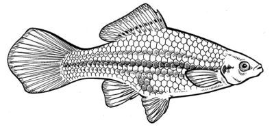 Swordtail female