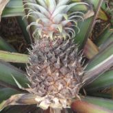 Pineapple with <em>Dickeya</em>