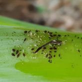 Banana aphids on a banana plant