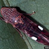 Adult glassy-winged sharpshooter