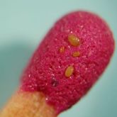 Phylloxera adults, crawlers and eggs on a match head - adults are about 1mm in length