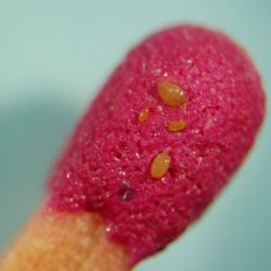 Phylloxera adults, crawlers and eggs on a match head - adults are about 1mm in length