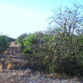 Severe huanglongbing causes dieback and fruit drop; remaining leaves are yellow or mottled; many fruit are small and misshapen.