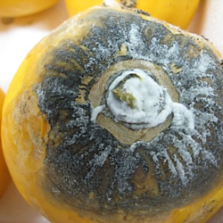 Stem-end rot of papaya