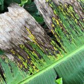 Advancing symptoms of black Sigatoka can cause leaf death