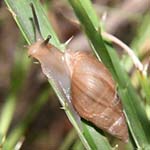 Thumbnail of Ghost snail