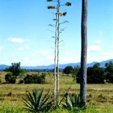 Blue agave plants on fenceline