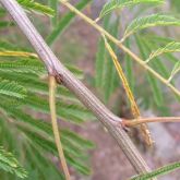 White ball acacia stem and hairy stalks