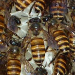 Thumbnail of Asian honey bee