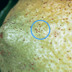 Lots of tiny red mites, which look like red dots, on a lemon