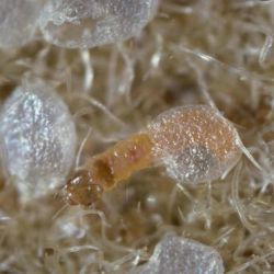 Orange navel orangeworm larva emerging from a semi-transparent white egg, surrounded by other empty eggs.