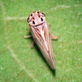 Spotted leafhopper