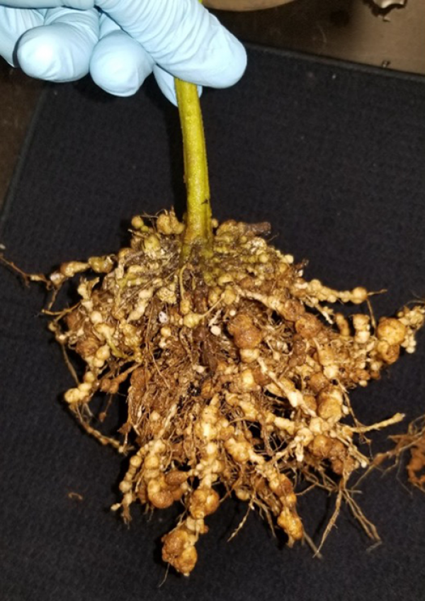 Close up of root affected by guava root-knot nematode