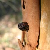 Rounded, dark-brown shape protruding from hole in bark
