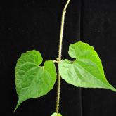 Mikania leaves and stem