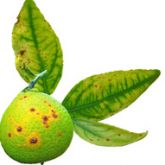 Citrus fruit and leaves with citrus canker