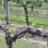 Grapevines with phylloxera become unhealthy, their roots rot, leaves yellow and eventually they can die