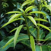 Normal leaf bud not affected by mango malformation disease