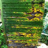 Various stages of black Sigatoka leaf spot development including thin streaks, streaks with yellow halos, and advancing spots with grey centres