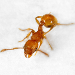 Thumbnail of Electric ant