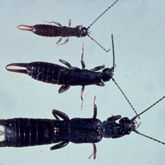 Black field earwigs