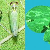 Leafhopper insects and tiny pale dots on leaves