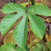 Bellyache bush leaf