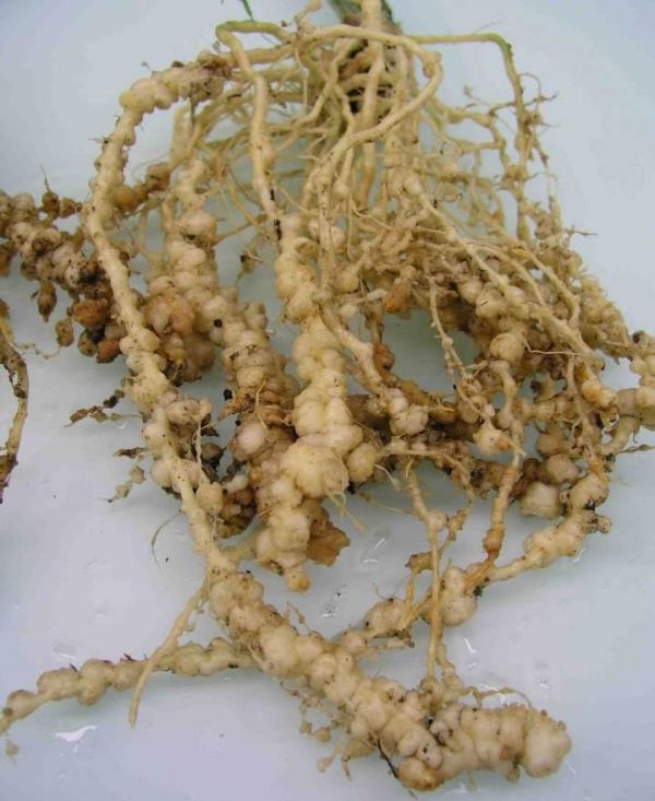 Close up of root affected by guava root-knot nematode