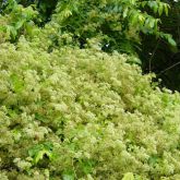 Mikania vine in flower