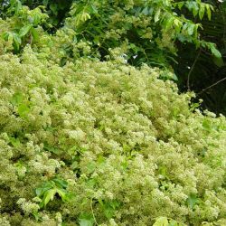 Mikania vine in flower