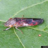 Adult glassy winged sharpshooter