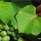 Symptoms of grapevine leaf rust on upper leaf surface