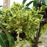 Flower panicle distorted by mango malformation disease