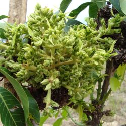Flower panicle distorted by mango malformation disease