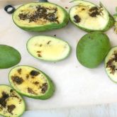 Mango pulp weevil can cause significant damage to green and ripe mango fruit