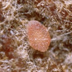 Close-up of a reddish-orange egg of Navel orangeworm.