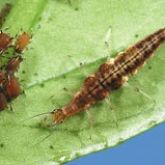 Brown insect feeding on aphids