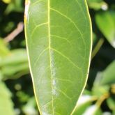 Broad leaf privet leaf