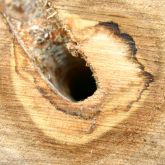 Tunnelled hole in wood circled by irregular staining pattern