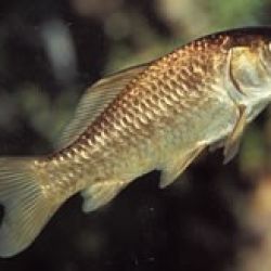 Adult goldfish. © Queensland government. 