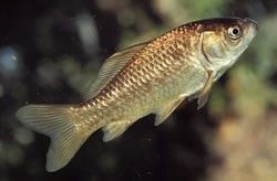 Adult goldfish. © Queensland government. 