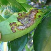 Citrus canker can follow the leaf mines of Citrus leaf miner