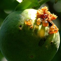 Citrus fruit borer damage to fruit includes holes associated with caterpillar frass or gumming