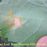 Symptoms of grapevine leaf rust on lower leaf surface
